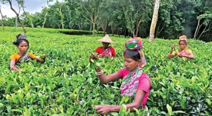 মিতৃংঙ্গা চা বাগানে রাতে ৫ শ্রমিকের ওপর হামলা